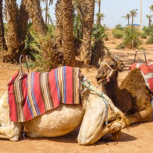 Camel ride at Lac Rose