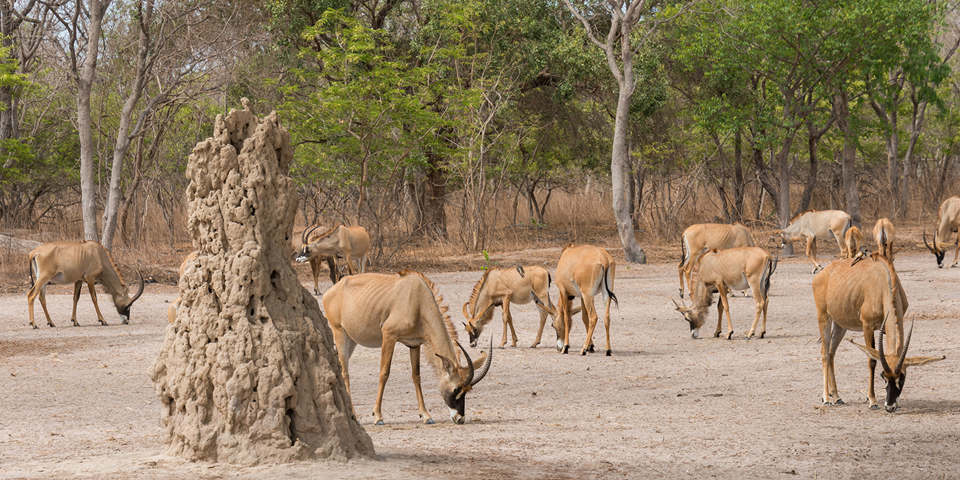 Antilopes pastando junto a un termitero en el Parque Nacional de