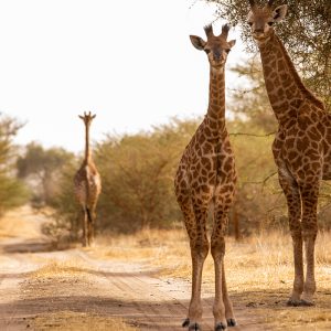 Bandia birdwatching and photography safari