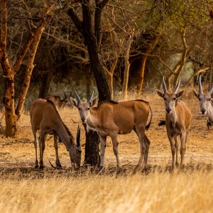 Nature discovery hike Bandia Reserve