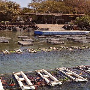 Workshop, market, cooking, Somone village