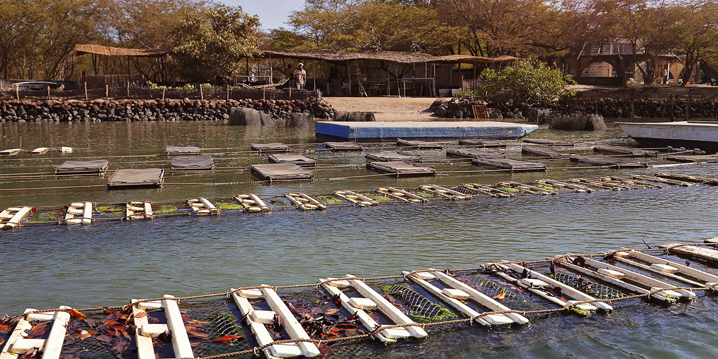 réserve naturelle de la Somone (Sénégal)