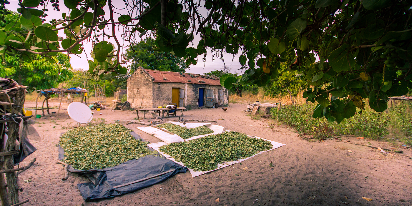 Maison isolée dans le Sine Saloum - Sénégal - Séchage de la