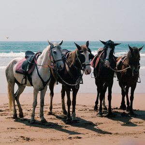 Horseback Riding in Agadir