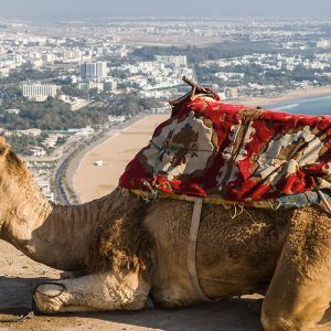 Camel Ride in Agadir