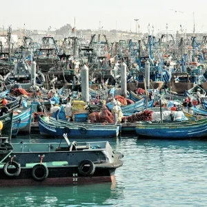 Guided tour of Agadir’s fishing port